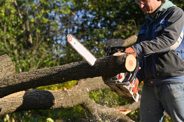 Wall Mural - A man saws a tree with a chainsaw. sawdust flies apart.