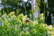 Orange Monarch Butterfly (Danaus Plexippus) Sitting On Blue Salvia Flowers 
