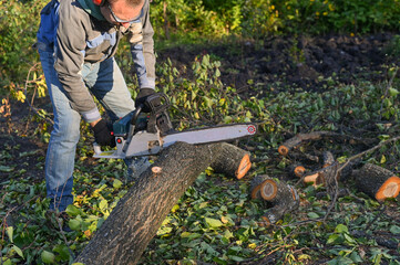 Wall Mural - A logger with a portable gasoline chainsaw saws a felled tree trunk.