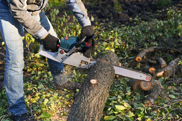 Wall Mural - Chainsaw cutting wood. A man cutting a tree with a chainsaw, sawdust flying to the sides.