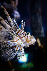 Wall Mural - Lion fish with spikes side close up portrait in a fish tank