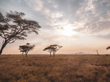 Fototapeta Sawanna - giraffe in the savannah