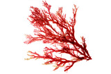 Fototapeta  - Red algae or seaweed branch isolated transparent png