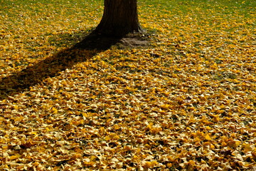 Fallen yellow leaves around a tree in the evening in autumn