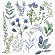 Watercolor Illustration. Botanical Collection Of Wild And Garden Plants. Of Blue Leaves, Twigs, Herbs And Other Natural Elements.