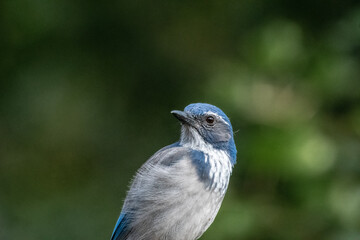 Wall Mural - A curious California jay