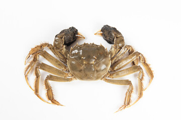 Wall Mural - live hairy crab or Chinese mitten crab isolated on white background.