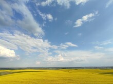 A Large Field Sown With Rapeseed And A Beautiful Blue Sky In Ukraine.
