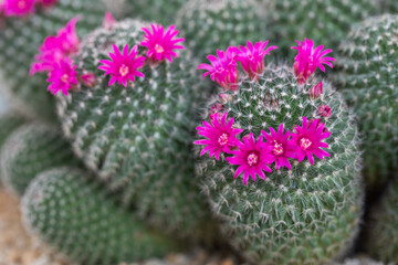 Wall Mural - Close up of cactus succulent plants