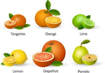 Wall Mural - Citrus types illustration