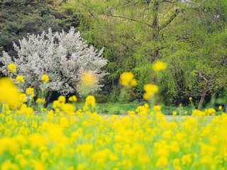 Wall Mural - Overcast view of the rape flower blossom