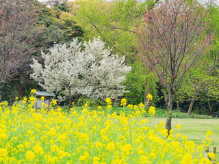 Wall Mural - Overcast view of the rape flower blossom