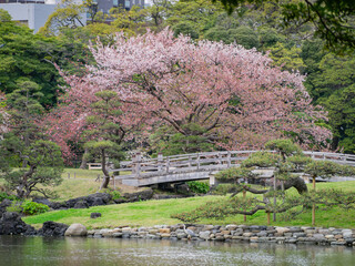 Wall Mural - Overcast view of the cherry  blossom