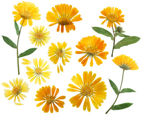 Wall Mural - Pressed and dried delicate flower of calendula officinalis, marigold. Isolated on white background. For use in scrapbooking, floristry or herbarium.