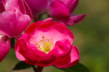 Wall Mural - Vibrant pink flower head of Rosa chinensis China rose, Monthly rose), close up macro photography.
