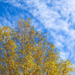 Wall Mural - Autumn background. Bright yellow leaves on birch branches against blue sky