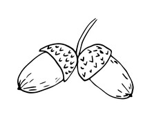 Simple Hand Drawn Vector Illustration Black Outline. Two Acorns Isolated On White Background. Autumn Oak Seeds. Ink Sketch.