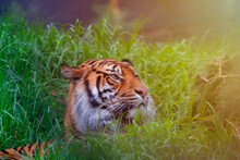 Great Tiger Male In The Nature Habitat. Tiger Lay Down Relaxing During The Golden Light And Lush Foliage Surrounded Background. 