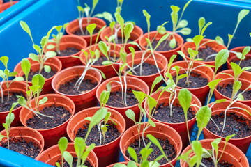 Germinating Plant from a Group of Seeds