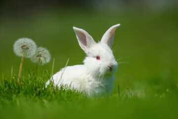 Wall Mural - Funny little white rabbit on spring green grass with dandelion
