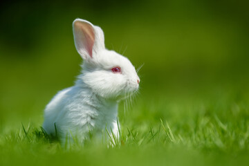 Wall Mural - Funny little white rabbit on spring green grass
