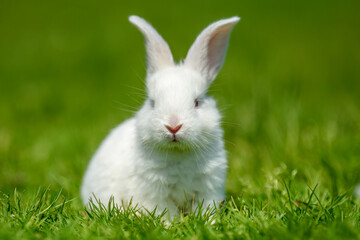 Wall Mural - Funny little white rabbit on spring green grass