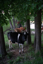 Cow Under Trees