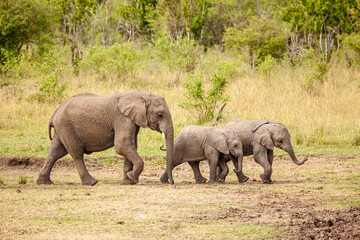 Wall Mural - Elephant calves grazing in the protection of the heard on the open savannah of the Masai Mara, Kenya
