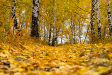Birch Trees In Autumn, With Yellow Foliage.