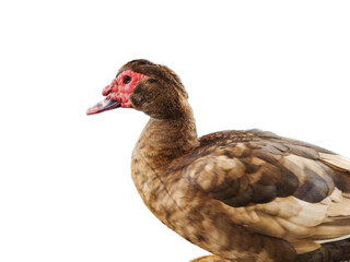 Wall Mural - Brown duck isolated on white background