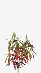 Wall Mural - Time lapse of drying red-green Rhododendron leaves isolated on white background, vertical orientation, 4K