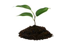 New Life Concept - Young Green Plant With Heap Of Brown Soil Isolated On A Transparent Background In Close-up