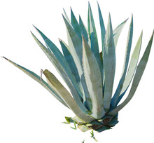 Isolated Cutout PNG Of An American Aloe On A Transparent Background