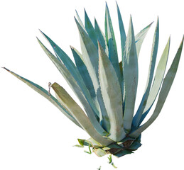 Poster - Isolated cutout PNG of an American aloe on a transparent background