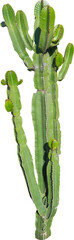 Aufkleber - Isolated cutout PNG of a cactus on a transparent background