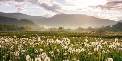 Wall Mural - rural meadow in mountains. beautiful countryside scenery with blooming dandelions in summertime. alternative raw material for making rubber. sunny weather