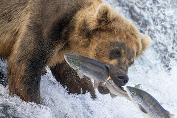 wild coastal brown bear catching fish in the river by brooks falls in katmai national park (alaska).