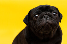 Close Up Of A Cute Pug Dog With Black Fur Looking Up With Humble Eyes On Yellow Studio Background