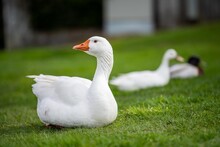 Ducks And Goose Grazing On Grass In A Park In Canada, In Summer