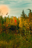 Fototapeta Krajobraz - In early autumn near a forest arable river