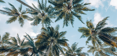 summer beach background palm trees against blue sky banner panorama, travel destination. tropical be