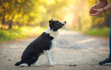 Wall Mural - Dog training in the park with a ball.