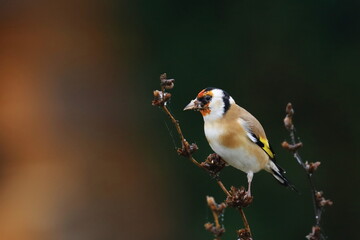 Wall Mural - European Goldfinch (Carduelis carduelis) in warm morning colors