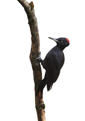 Wall Mural - Black Woodpecker (Dryocopus martius), PNG, isolated on transparent Background	