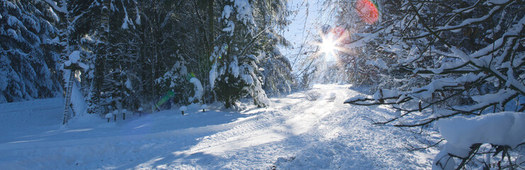 Wall Mural - winter landscape with forest and sun shines through snow covered trees.