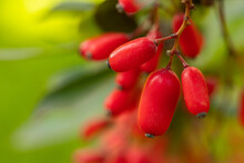 Barberry, Berberis Vulgaris, Branch With Natural Fresh Ripe Red Berries Background.