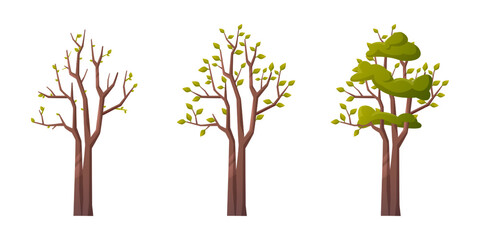 Spring and summer season weather change. Isolated tree with blooming foliage and leaves. Revival of nature and botany plants outdoors. Vector in flat style