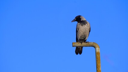 Canvas Print - heron