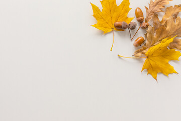 Wall Mural - Autumn flat lay. Golden maple and oak leaves, acorns on white background, copy space. Top view