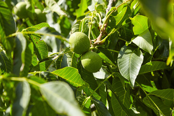 Sticker - Walnut tree with walnut fruit in green pericarp